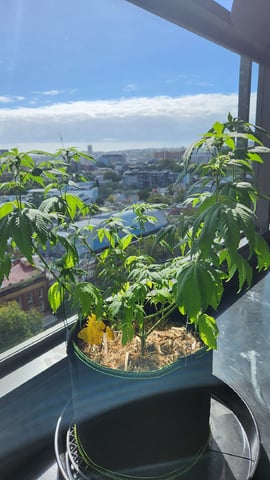 Royal Highness — flower, day 82