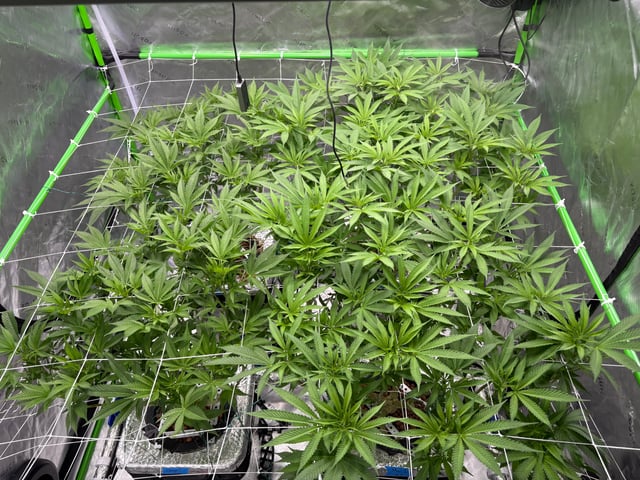 First Grow (Hydro) — flower, day 89