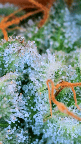 Black African Magic — flower, day 119