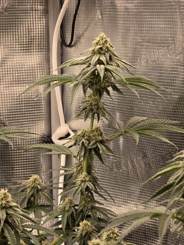  1 Blue Zushi x Venom & 1 Jack Here x Strawberry Cookies OG — flower, day 81