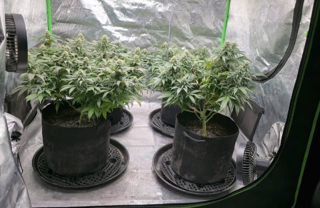 SBJ Clones — flower, day 98