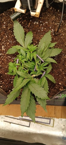 Diesel Auto Round 2 — vegetative, day 23