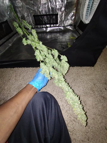 First grow — harvest, day 99