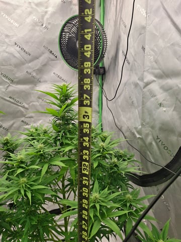 Do Si Dos -Cookies — flower, day 83