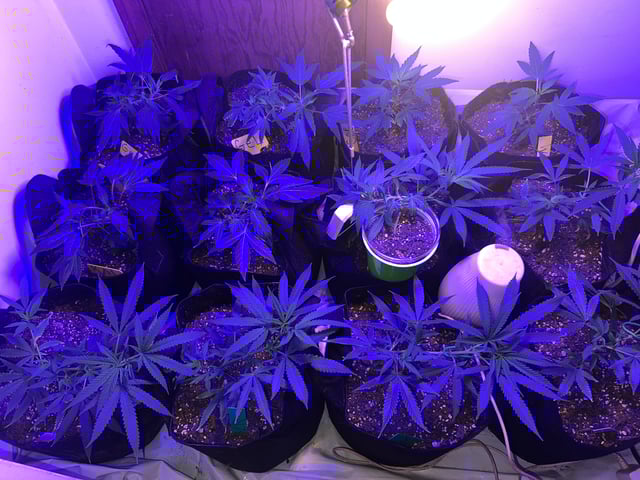 Indoor Grow  — flower, day 98