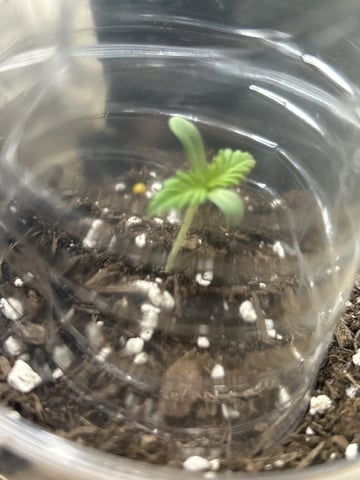PeanutButter Cookies — grow_setup, day 5