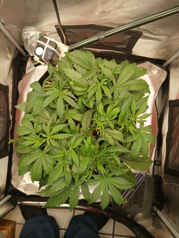 newest ggs setup grow — flower, day 31