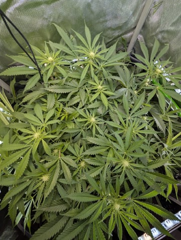 Cinderella 99 — flower, day 72