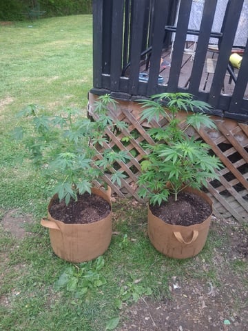 First Indoor Grow  — flower, day 63