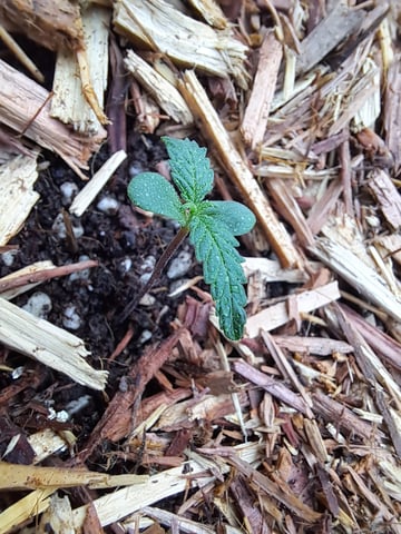 Bucket List Grow #2 — seedling_rooting, day 4