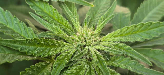 Mystery Weed Plant — flower, day 107