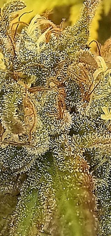 10x Critical Feminisiert from Ganjafarmerseeds  — flower, day 118