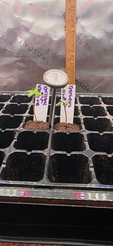 Fall '25 Indoor 2x4 — seedling_rooting, day 9