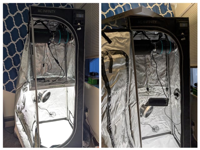 Cinderella 99 — grow_setup, day 2