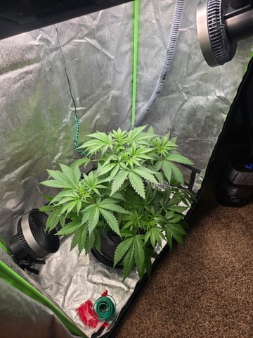 First grow — vegetative, day 40