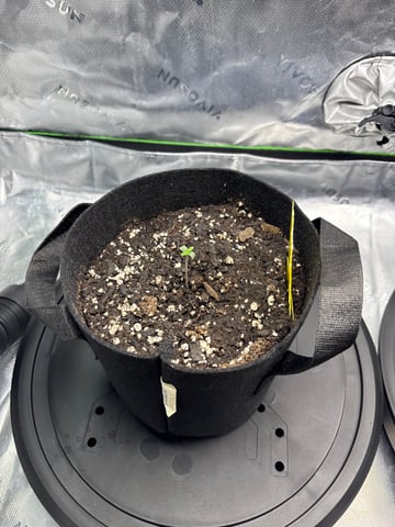 Fall 2025 Grow — seedling_rooting, day 6