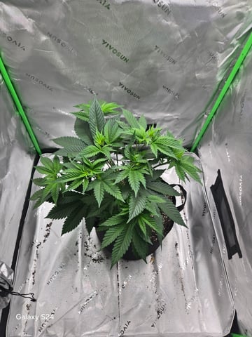 First Time — vegetative, day 4