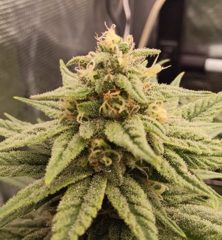 Starfighter/Ohio Guptilla Hybrid — flower, day 23