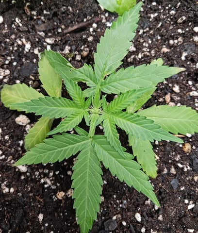 OG KUSH — flower, day 124