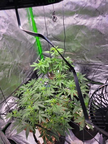 Pineapple Express  — auto, day 13