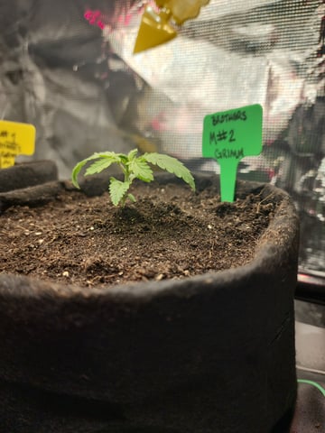 HE1E we GROW  — seedling_rooting, day 37