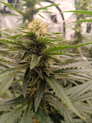 Master Kush — flower, day 98