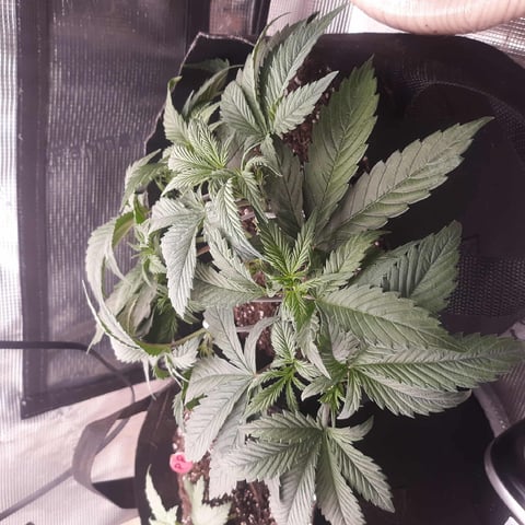 week 1 — flower, day 78