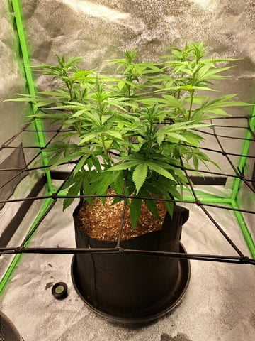 Blue Cheese from Barney's Farm — vegetative, day 11