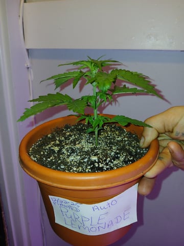 CountryG  — seedling_rooting, day 22