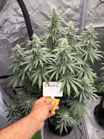 Goofy’s Grow  — flower, day 95