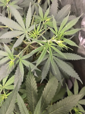 Indoor — vegetative, day 55