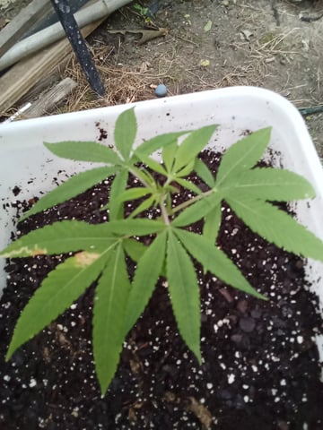 first grow — vegetative, day 60