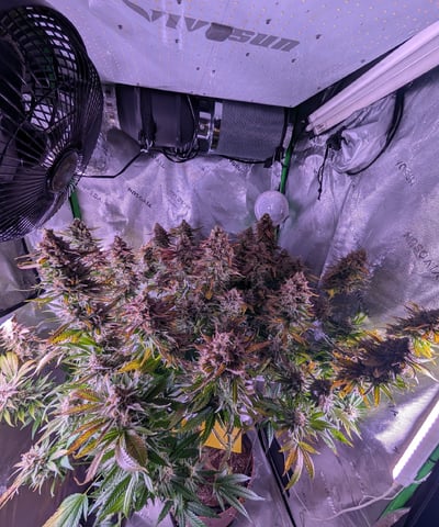 Golden Goat — flower, day 42