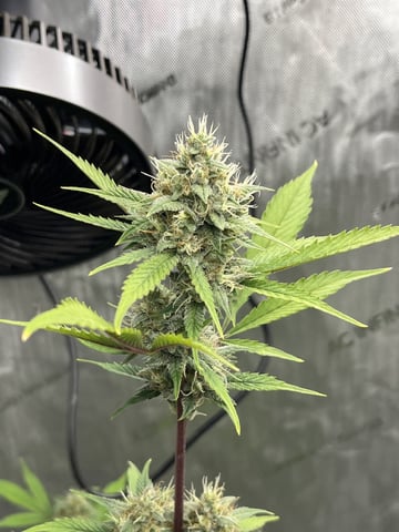 Lemon Cherry Gelato/N.L. — vegetative, day 2
