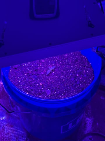 Gorilla glue — seedling_rooting, day 1