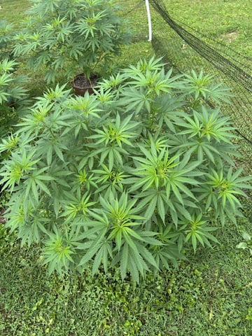 2026 Outdoor — flower, day 79