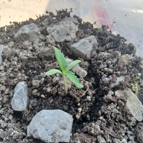 Lemon Kush — seedling_rooting, day 5