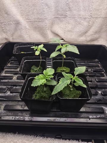 Dr. Sleep — seedling_rooting, day 31