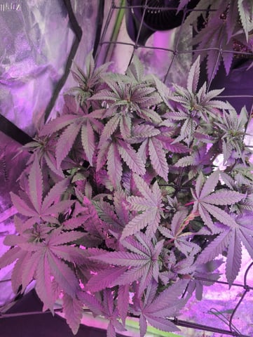 2025-26 — vegetative, day 42