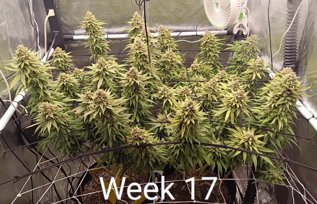 Starfighter/Ohio Guptilla Hybrid — flower, day 43