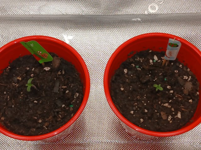 fruity pebbles, cap junky — seedling_rooting, day 13