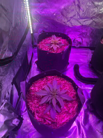 Late summer auto 2025 — vegetative, day 24