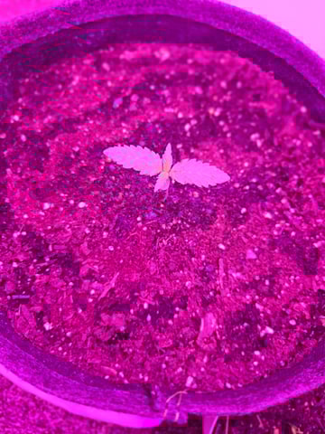 First Grow — seedling_rooting, day 9