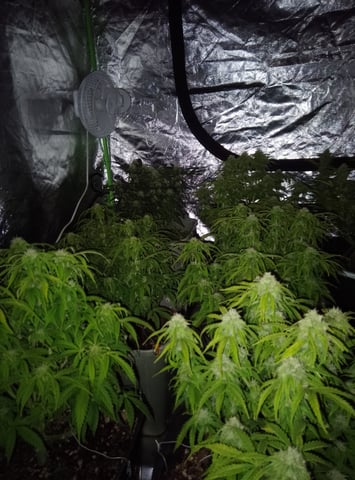 New run using General Hydroponics  — flower, day 11