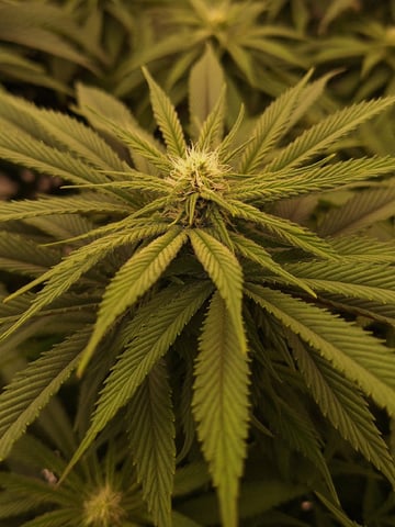 Gorilla Girl Autopot — flower, day 131