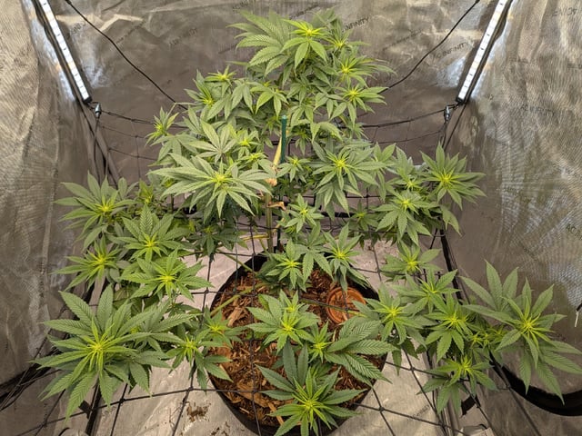 White Widow? — flower, day 28