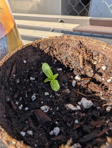 Galicane Fem — germination, day 8