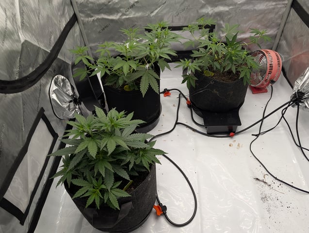 Grow #4 — vegetative, day 32