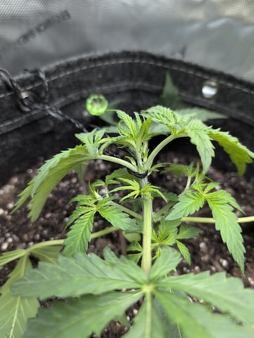 memphisto 3 bears OG, ethos high note r1 — vegetative, day 20