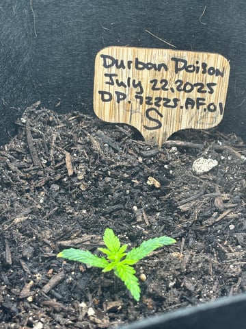 Round 1 — seedling_rooting, day 18